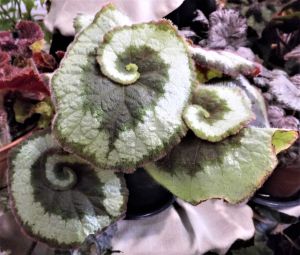 B. 'Escargot', Hybrid Rex Begonia, Melbourne Begonia Society