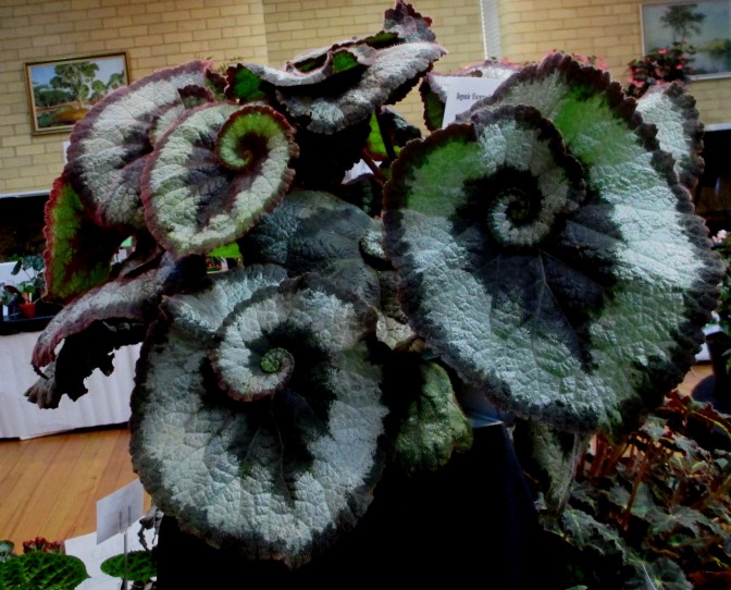 B 'Escargot', Alderson hybrid Rex cutorum, Begonia, Melbourne Begonia Society