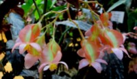 B. 'Guy Savard' cane-like hybrid begonia, Melbourne Begonia Society