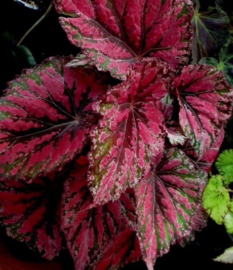 B. 'Harmony Embers', Harmony hybrid fl. Rex Begonia, Melbourne Begonia Society