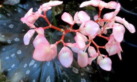 B. 'Prince Charming', J Blundell hybrid Qld cane-like Begonia, Melbourne Begonia Society