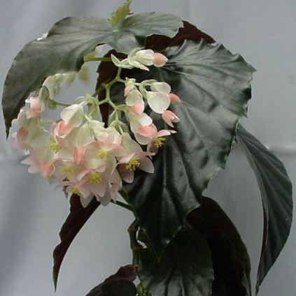 B. 'Fanfare', Cane-Like Hybrid Begonia, Melbourne Begonia Society