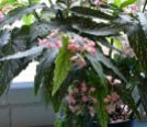 B. 'Child of Annan', Cane-Like Hybrid Begonia, Melbourne Begonia Society