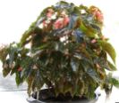 B. 'Fabulous Tom', Cane-Like Hybrid Begonia, Melbourne Begonia Society