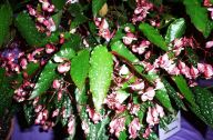 B. 'Margaret Mitchell', Cane-Like Hybrid Begonia, Melbourne Begonia Society