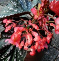 B. 'Mystic', Cane-Like Begonia Hybrid, Melbourne Begonia Society