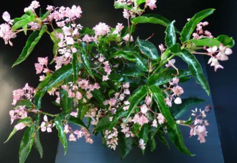 B. 'Perna', Cane-Like Hybrid Begonia, Melbourne Begonia Society