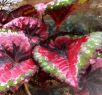 B. 'Merry Christmas', Rex Hybrid Begonia, Melbourne Begonia Society