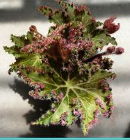 B. 'Honey', Rhizomatous Hybrid Begonia, Melbourne Begonia Society