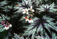 B. 'Connee Boswell', Rhizomatous Hybrid Begonia, Melbourne Begonia Society