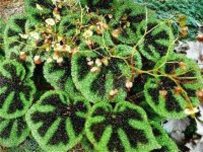 B. masoniana, Rhizomatous Species Begonia, Melbourne Begonia Society