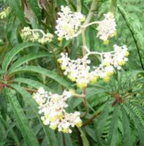 B. luxurians, Shrub-Like Species Begonia, Melbourne Begonia Society