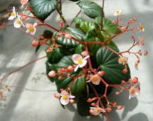 B. obliqua, Shrub-Like Caribbean species Begonia, Melbourne Begonia Society