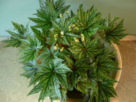 B. 'Aussie Star', Thick-Stem Hybrid Begonia, Melbourne Begonia Society