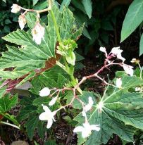 B. paranaensis, Thick-Stem Species Begonia, Melbourne Begonia Society