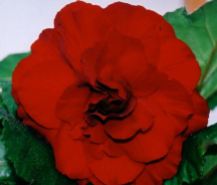 B. 'Harry's Dark Red', Tuberous Hybrid Begonia, Melbourne Begonia Society