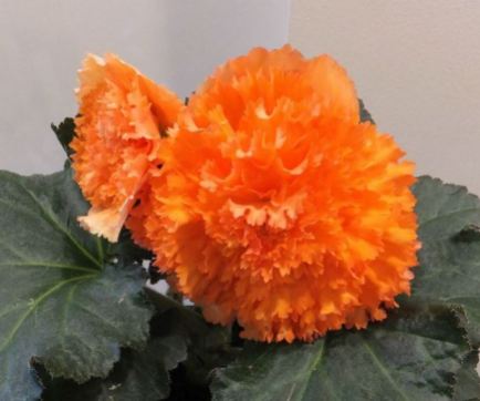 B. 'Orange Fantasy', Tuberous Hybrid Begonia, Melbourne Begonia Society