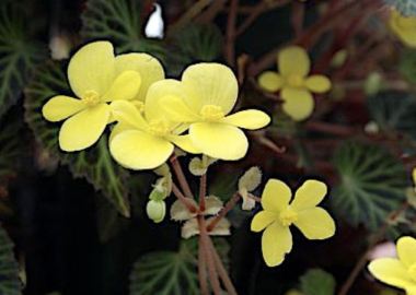 B. pearcei, Tuberous Species Begonia, Melbourne Begonia Society