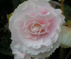 B. 'Pink Champagne', Tuberous Hybrid Begonia, Melbourne Begonia Society