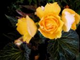 B. 'Yellow Non-Stop', Tuberous Hybrid Begonia, Melbourne Begonia Society