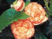 B. 'Orange Crush', tuberous hybrid begonias, Melbourne Begonia Society