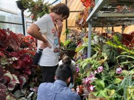 Inspired By Begonias - Melbourne Begonia Convention 2020