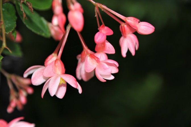 B. Fuchsifoliosa (Flowers) - Grower: Kaye Jenvey