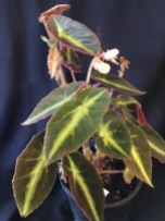 B. listada (Foliage) - Grower: Norm Gerraty