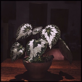 B. Rex Putz (Foliage) - Grower: Lauren Keim