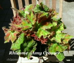B. Rhizome 'Amy Creaser' (Foliage) - Grower: Vicki Russell