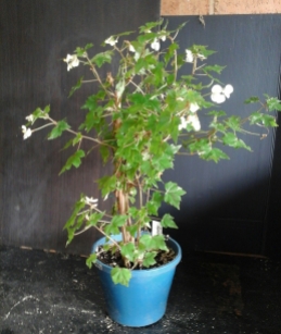 B. Semi-Tuberous 'Dregii' (Flowers) - Grower: Vicki Russell