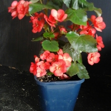 B. Tuberous Non-Stop unknown (Flowers) - Grower: Kevin Butterworth