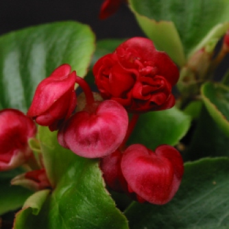 B Fairyland (miniature Semp) (Flower) - Grower: P Moyle