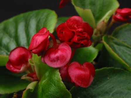 B Fairyland (miniature Semp) (Flower) - Grower: P Moyle