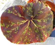 B Norgrove Curl (Foliage) - Grower: J Canton