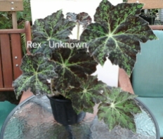 B Rex Unknown (Foliage) - Grower: V Russell