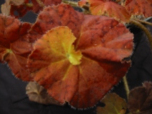 B. Autumn Glow (Rhizo) (Foliage) - Grower: B Moyle