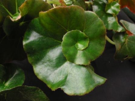 B. Erythrophylia Helix (Rhizo) (Foliage) - Grower: P Moyle