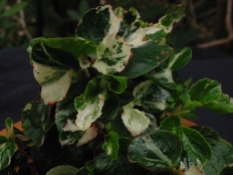 B. Painted Lady (Semp) (Foliage) - Grower: P Moyle