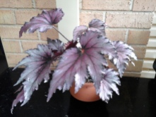 B. Rex Unknown (Foliage) - Grower: V Russell