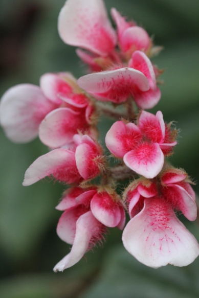 B. scharffii (Flower) - Grower: K Jenvey
