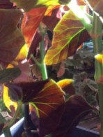 B. Fireball (Foliage) - Grower: L Johnson