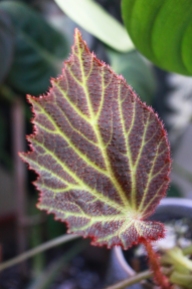 B. Chloroneura (Foliage) - (Grower: S Hosler)