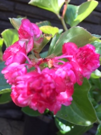 B. Double pink (semp) (Flowers) - (Grower: J Wood)