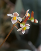 B. hatacoa silver (Flowers) - (Grower: D Minton)