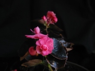 B. Jewelite (semperflorens) (Flowers) - (Grower: P Moyle)