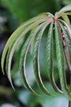 B. luxurians (Foliage) - (Grower: K Jenvey)