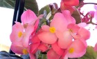 B. Megawatt Pink (Flowers) - (Grower: J Randle)