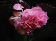 B Pink Jewelite (semp) (Flowers)