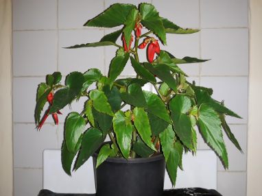 B Boliviensis hybrid (foliage)